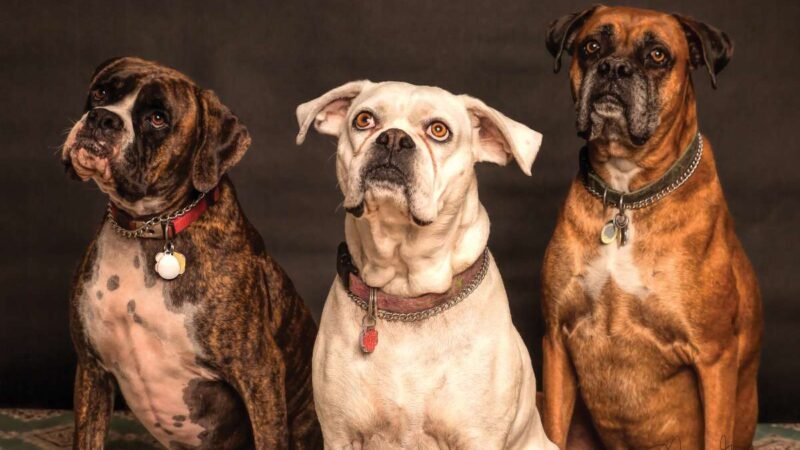 Meet the World's Biggest Dog Breeds: Gentle Giants Revealed | The Lifesciences Magazine