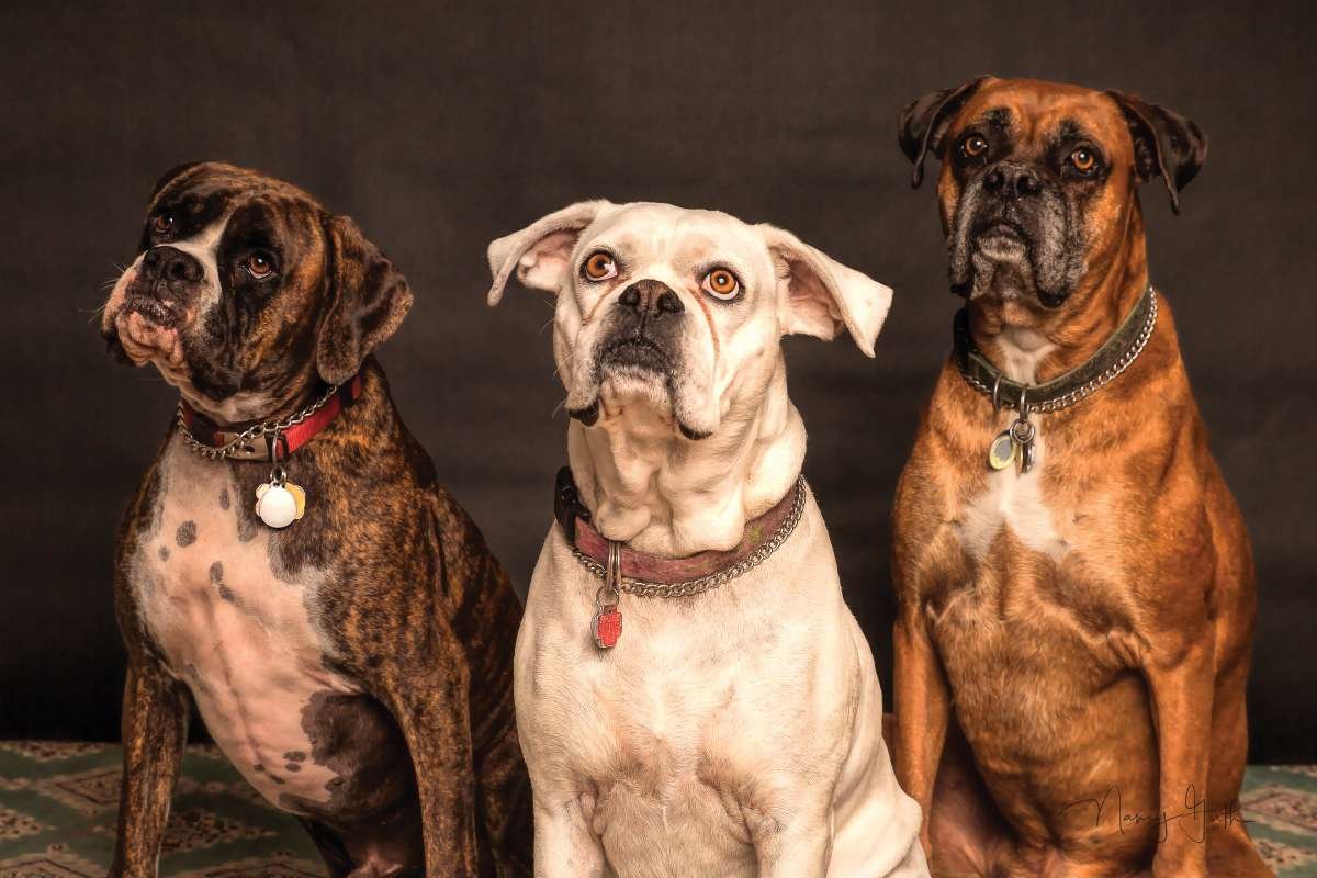 Meet the World's Biggest Dog Breeds: Gentle Giants Revealed | The Lifesciences Magazine