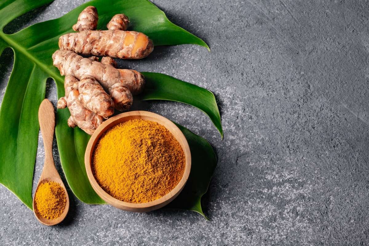 Best Ayurvedic Plants: Nature’s Timeless Healers | The Lifesciences Magazine