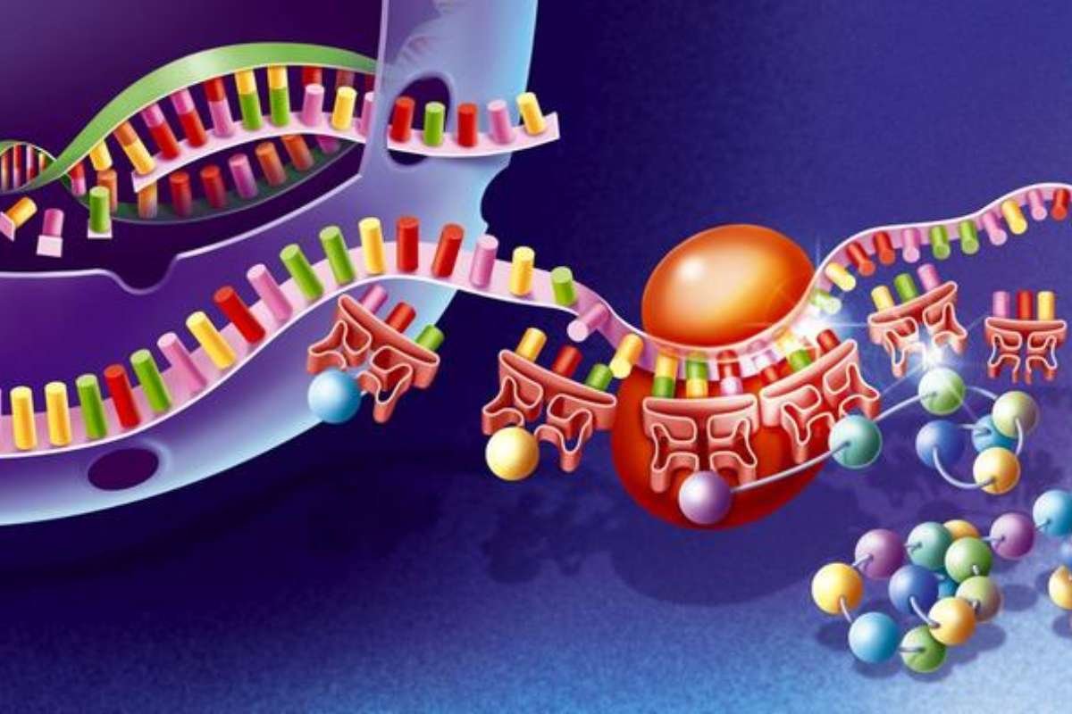 Steps of Protein Synthesis: Most Underrated Marvel of Biology | The Lifesciences Magazine