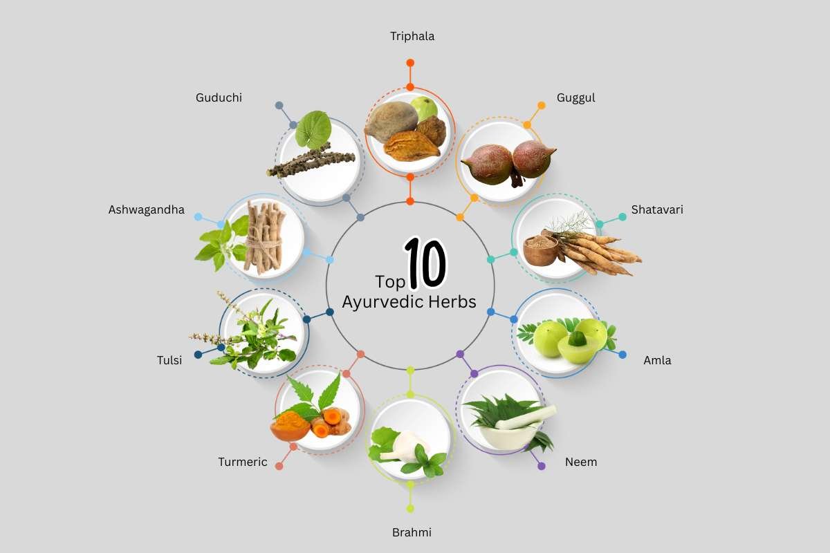 Best Ayurvedic Plants: Nature’s Timeless Healers | The Lifesciences Magazine