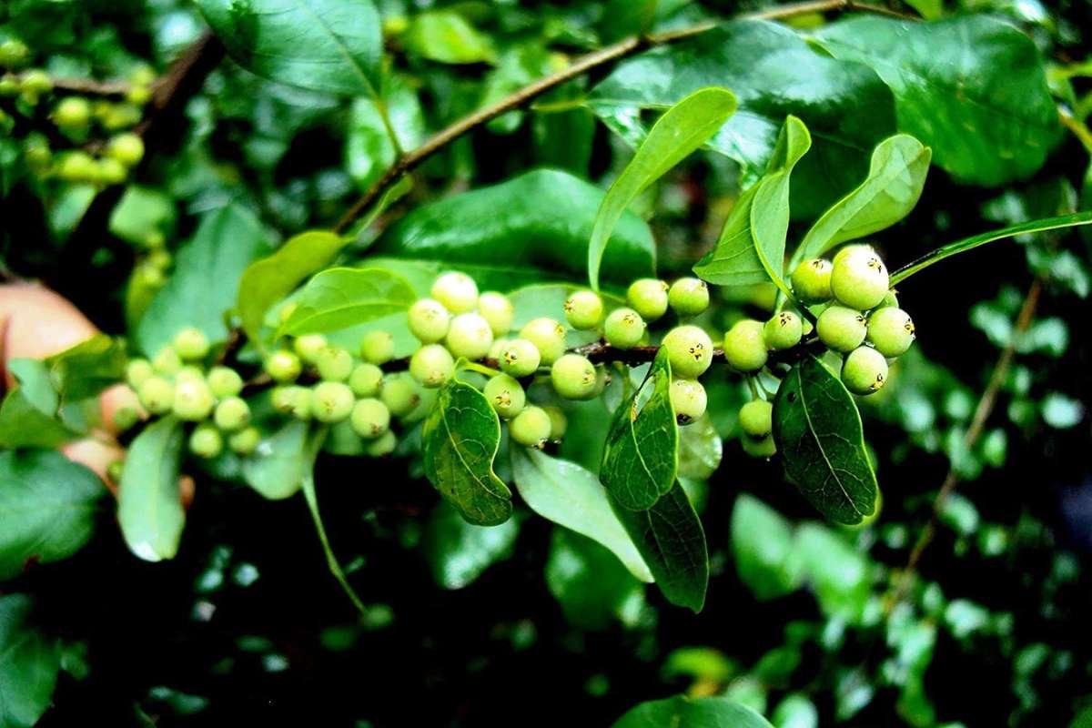 Best Ayurvedic Plants: Nature’s Timeless Healers | The Lifesciences Magazine