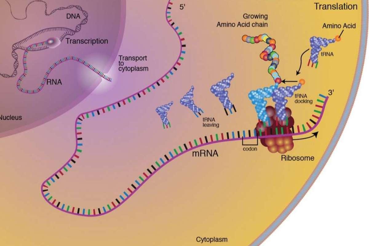 Steps of Protein Synthesis: Most Underrated Marvel of Biology | The Lifesciences Magazine