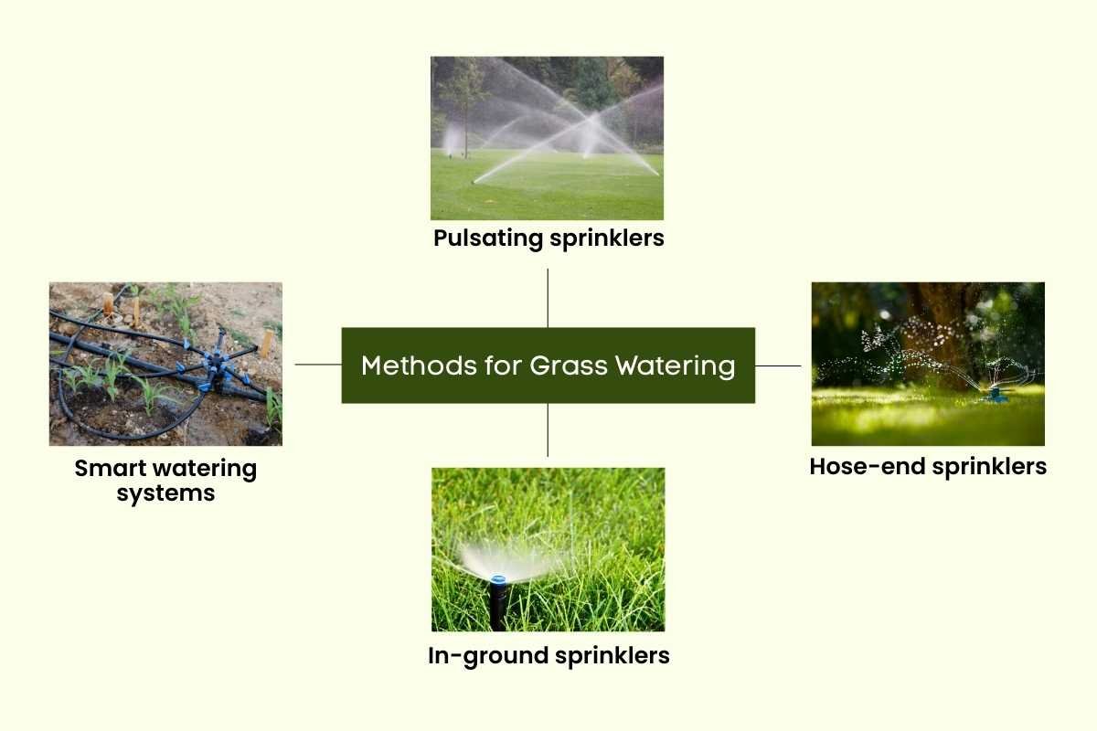 The Surprising Science behind the Best Time to Water Grass | The Lifesciences Magazine