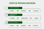 Steps Of Protein Synthesis: Most Underrated Marvel Of Biology | The ...