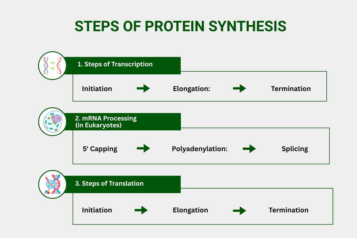 Steps of Protein Synthesis: Most Underrated Marvel of Biology | The Lifesciences Magazine
