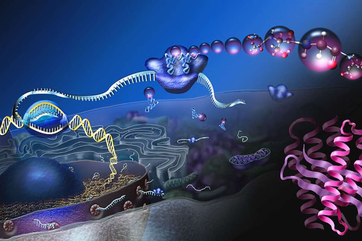 Steps of Protein Synthesis: Most Underrated Marvel of Biology | The Lifesciences Magazine
