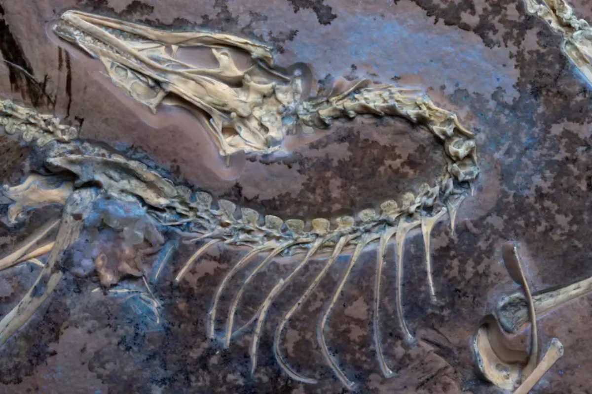 Dinosaur Graveyard Discovered: Scientists Explore Canada’s Mysterious River of Death | The Lifesciences Magazine