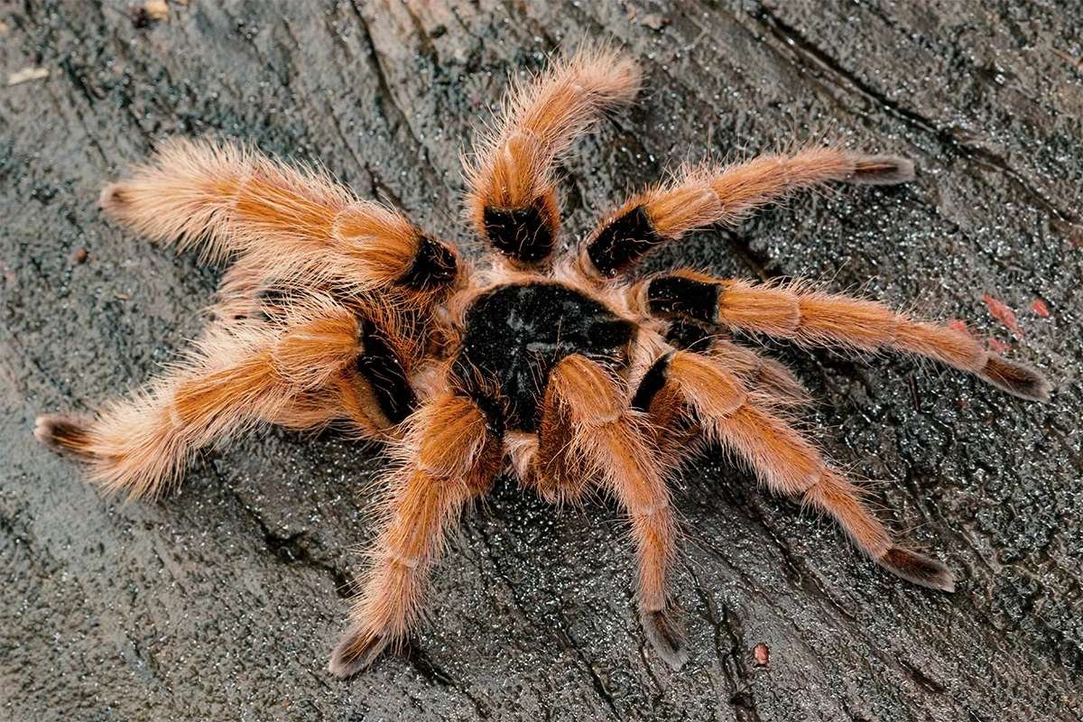 Are You Brave Enough for the Biggest Spiders in the World? | The Lifesciences Magazine