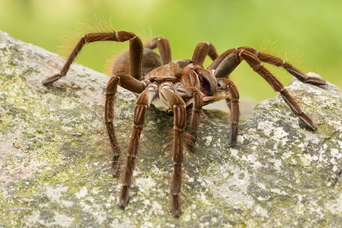 Are You Brave Enough for the Biggest Spiders in the World? | The Lifesciences Magazine