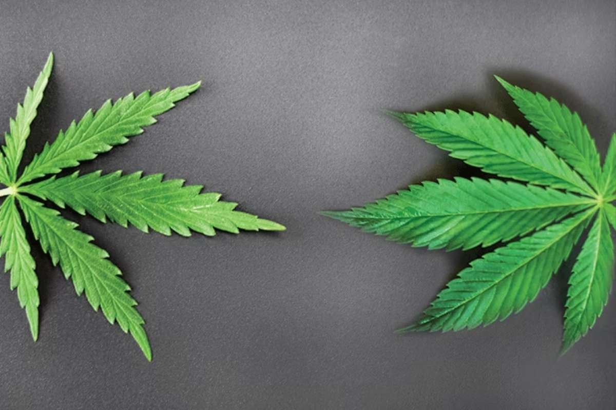 Sativa vs Indica: How to Choose the Right Strain for You | The Lifesciences Magazine