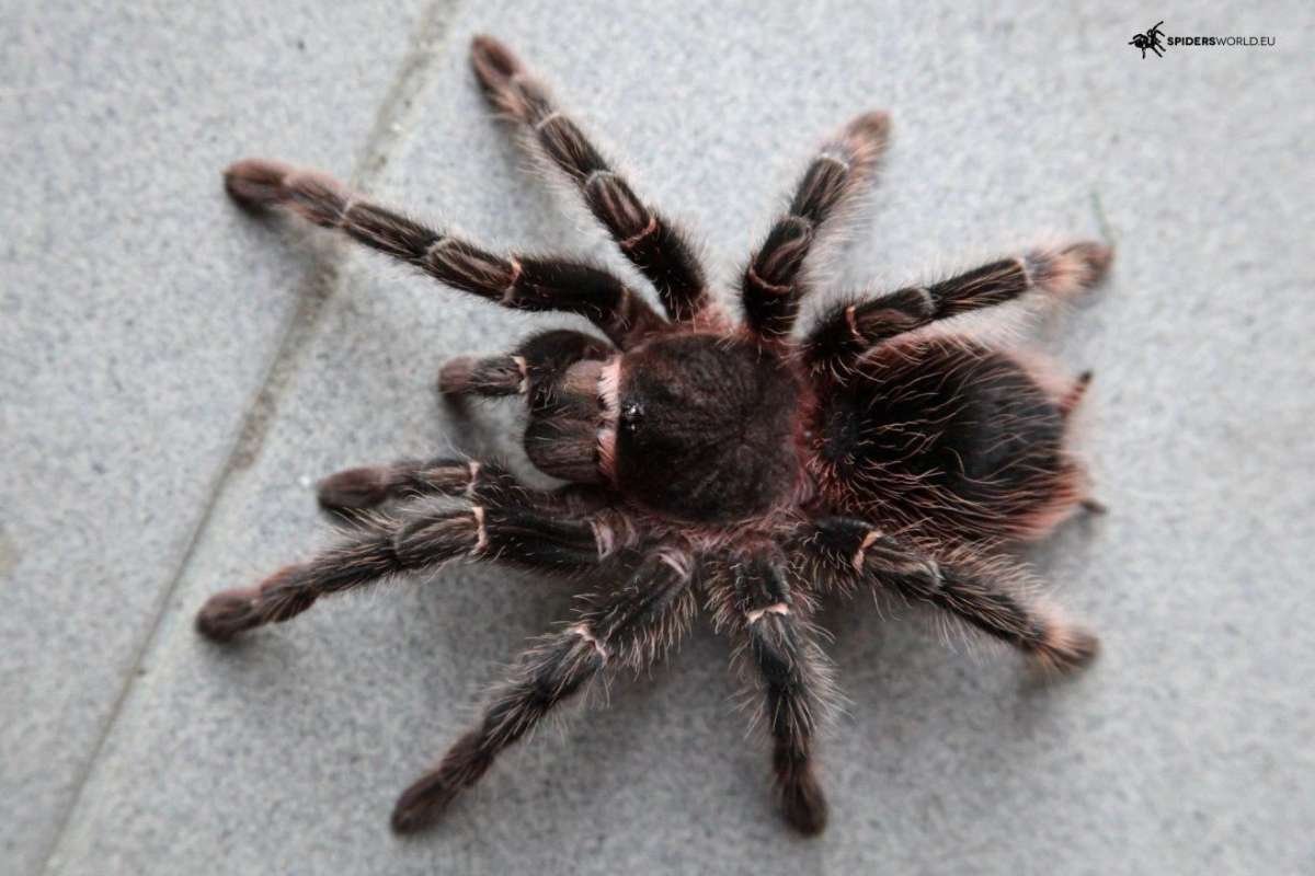 Are You Brave Enough for the Biggest Spiders in the World? | The Lifesciences Magazine