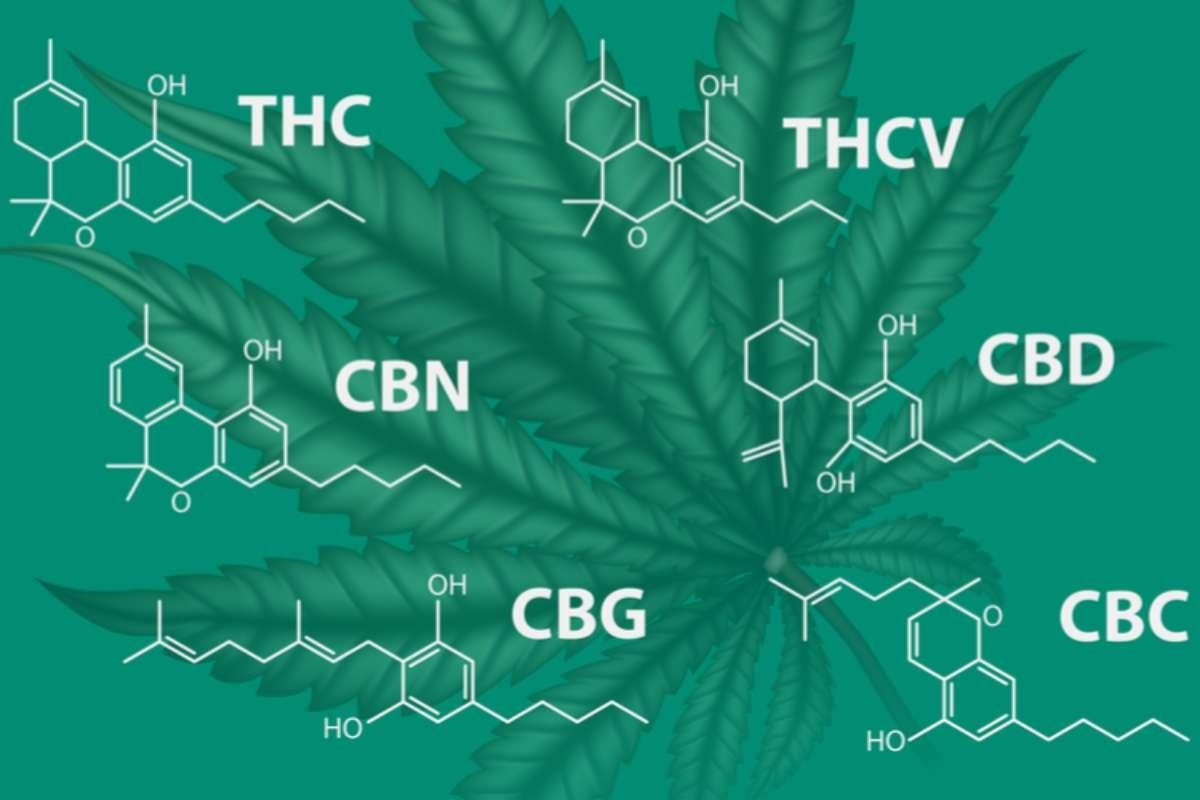 Sativa vs Indica: How to Choose the Right Strain for You | The Lifesciences Magazine
