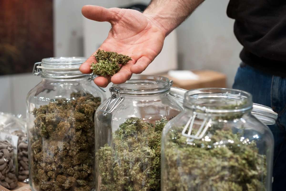 Sativa vs Indica: How to Choose the Right Strain for You | The Lifesciences Magazine