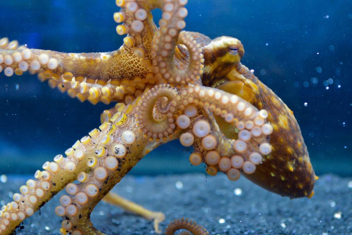 How Octopus Sensory Receptors Allow Them to “Taste” Microbiomes, Reveals Study | The Lifesciences Magazine