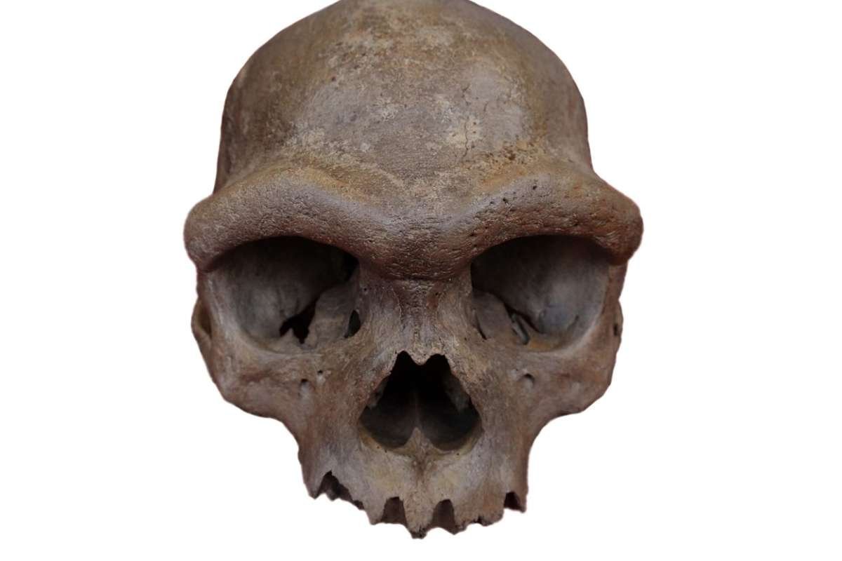 “Dragon Man” Skull Linked to Denisovans: First Look at Mysterious Ancient Humans | The Lifesciences Magazine