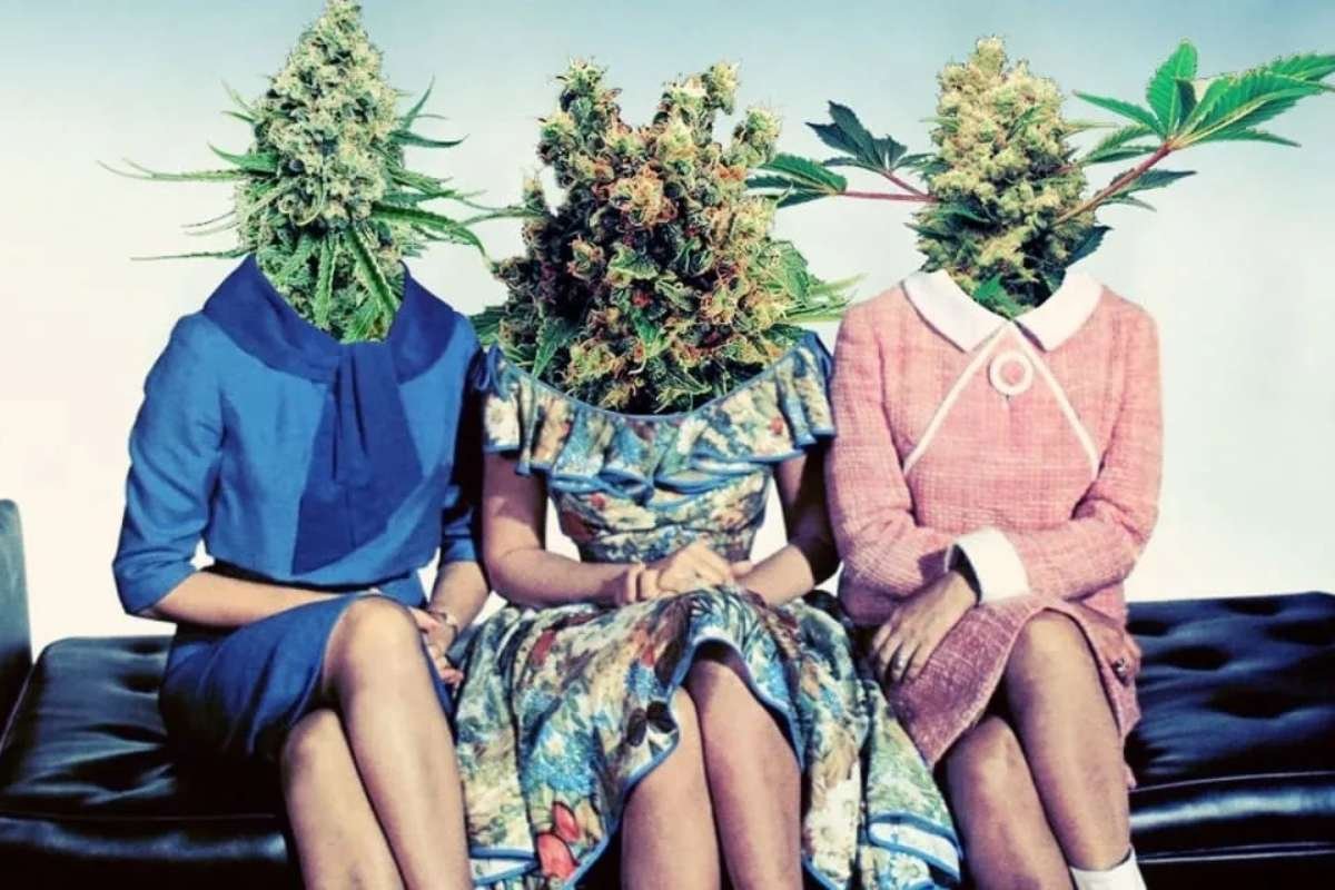 Silly Nice Redefines NYC Weed Delivery with Premium Cannabis Products | The Lifesciences Magazine