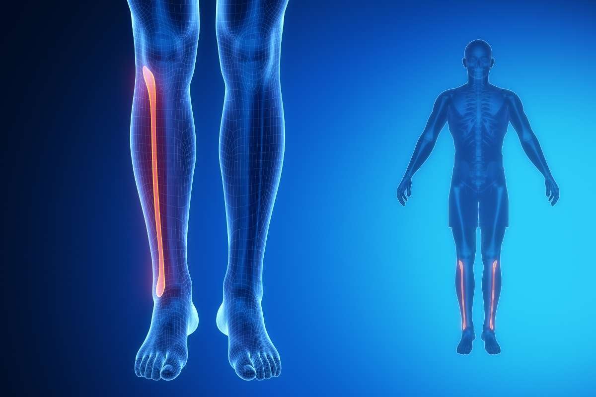 Learn about Tibia and Fibula Anatomy with Labeled Diagram | The Lifesciences Magazine