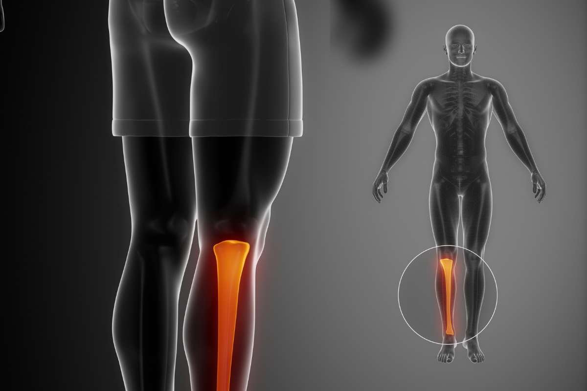 Learn about Tibia and Fibula Anatomy with Labeled Diagram | The Lifesciences Magazine