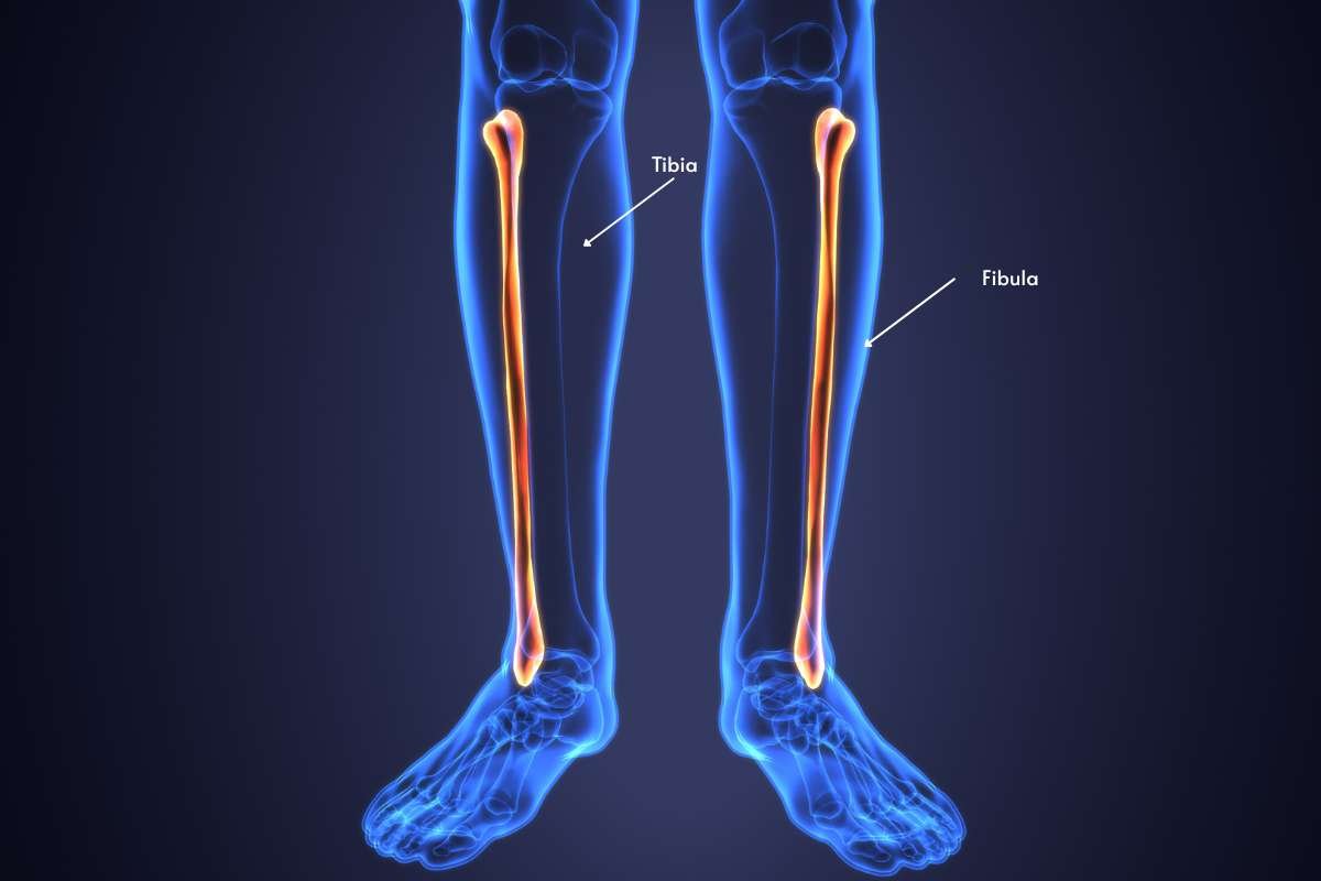 Learn about Tibia and Fibula Anatomy with Labeled Diagram | The Lifesciences Magazine