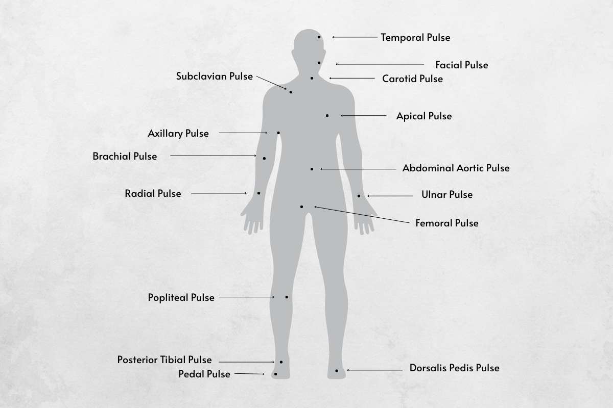 Where to Find Pulse Points on Your Patients with Zero Confusion | The Lifesciences Magazine