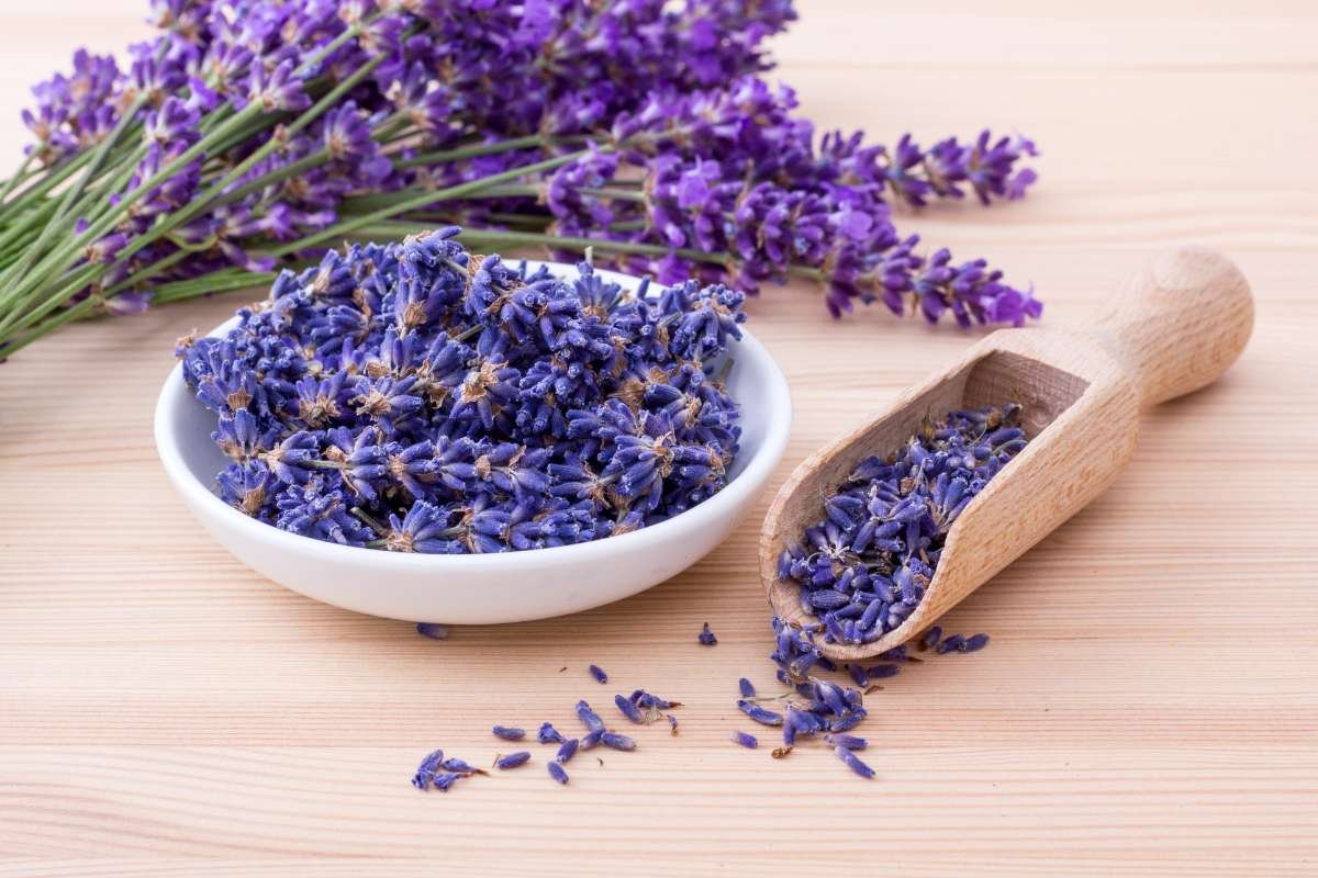 Sleep Better Tonight Using Herbal Remedies for Insomnia | The Lifesciences Magazine