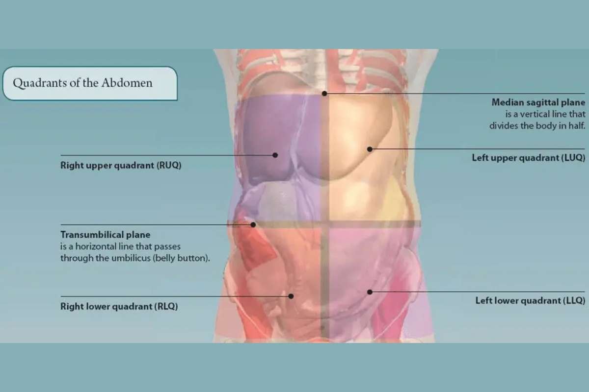 Abdominal Quadrants and Organs Help You Read Your Body Better | The Lifesciences Magazine