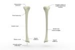 Tibia Labeles Learn About Tibia And Fibula Anatomy With Labeled Diagram | The ...