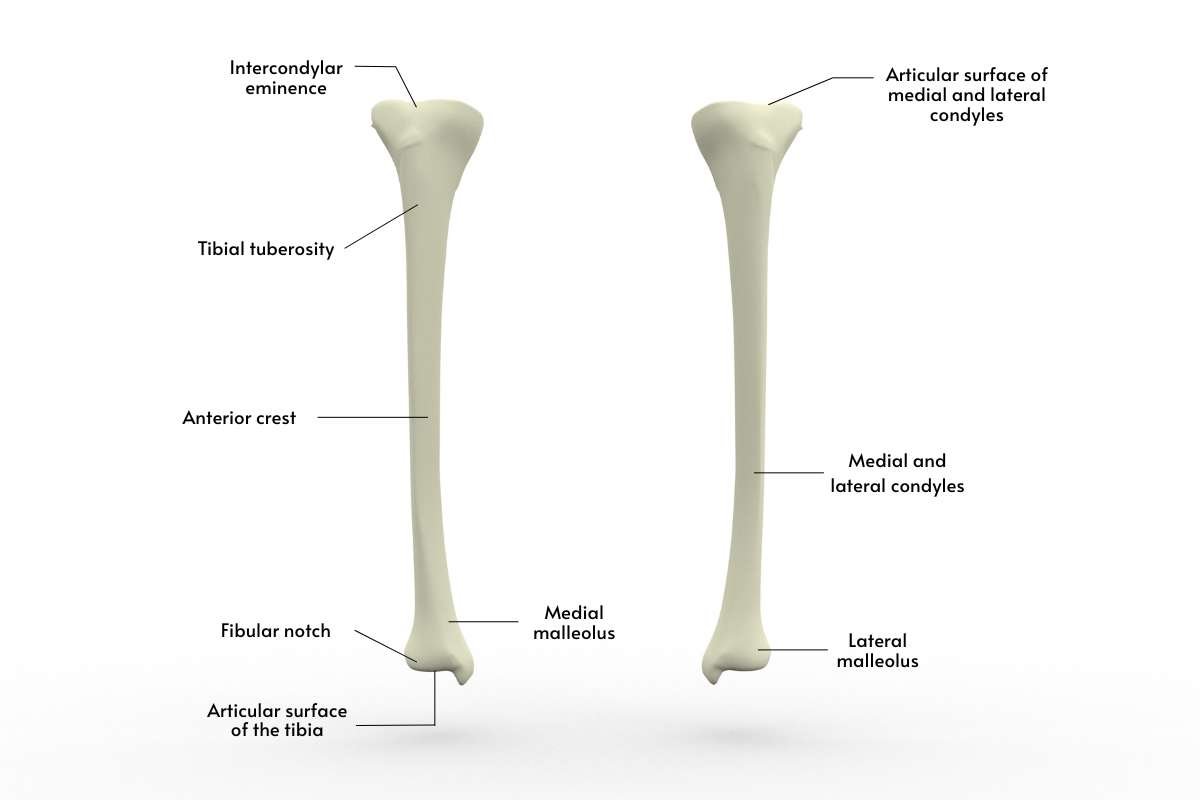 Learn about Tibia and Fibula Anatomy with Labeled Diagram | The Lifesciences Magazine