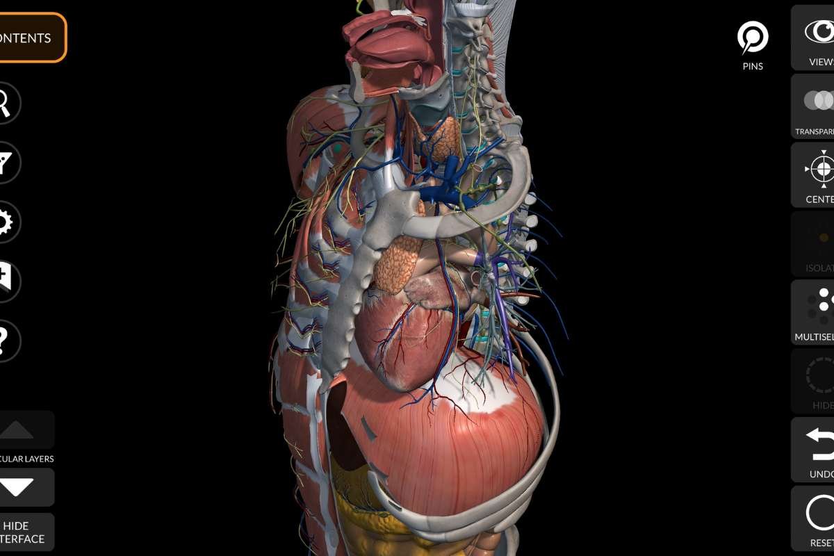Where to Find Pulse Points on Your Patients with Zero Confusion | The Lifesciences Magazine