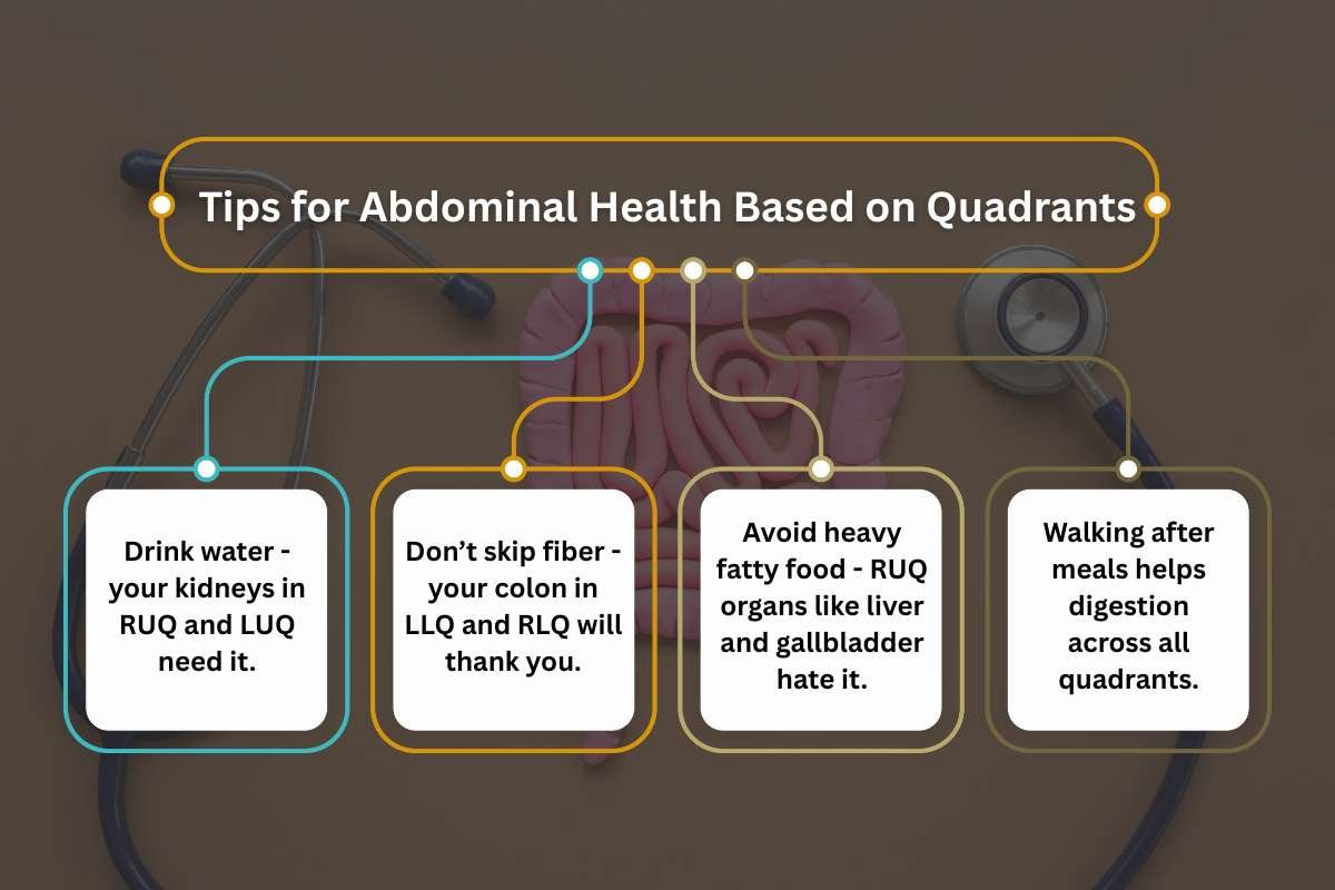 Abdominal Quadrants and Organs Help You Read Your Body Better | The Lifesciences Magazine