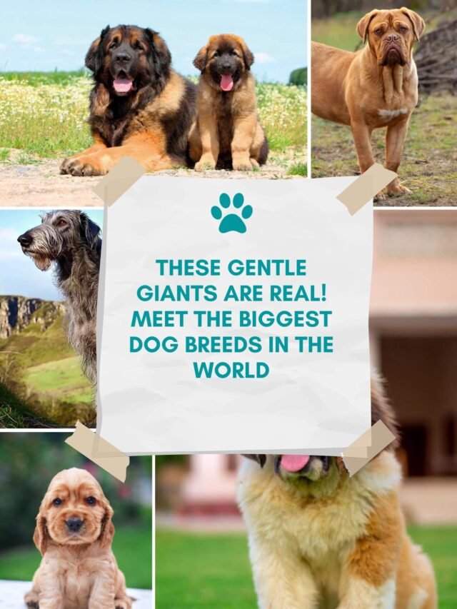 Meet the World’s Biggest Dog Breeds: Gentle Giants Revealed
