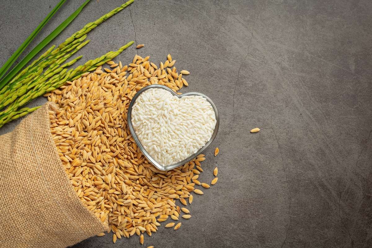 Is Rice Gluten-Free? Discover the Essential Truth Today | The Lifesciences Magazine