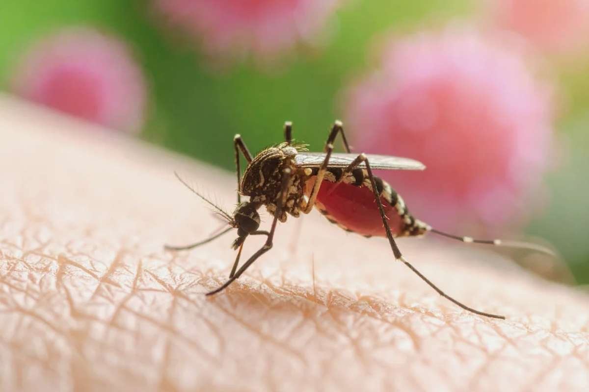 Allegheny County Confirms First Human West Nile Virus Case of 2025 in Pittsburgh | The Lifesciences Magazine