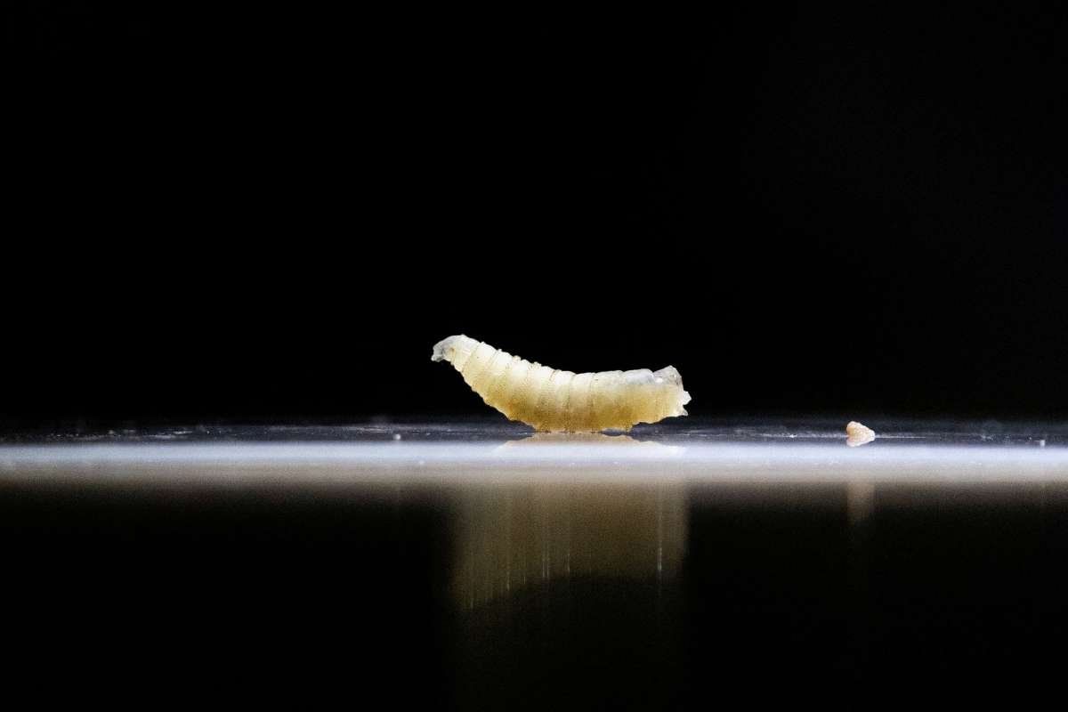 Flesh-Eating Screwworm Parasite Confirmed in First U.S. Human Case After Outbreak | The Lifesciences Magazine