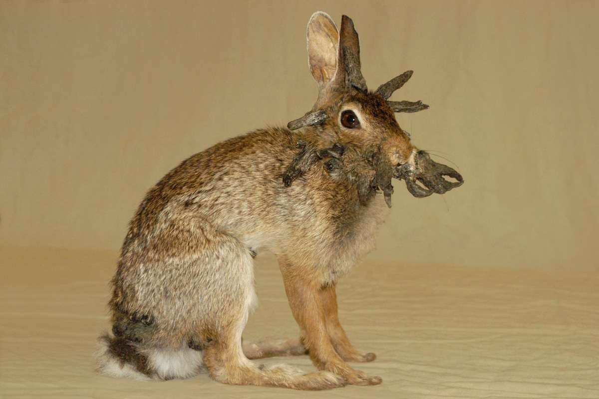 Shope Papilloma Virus: Colorado Residents Report Rabbits With Horn-Like Head Growths | The Lifesciences Magazine