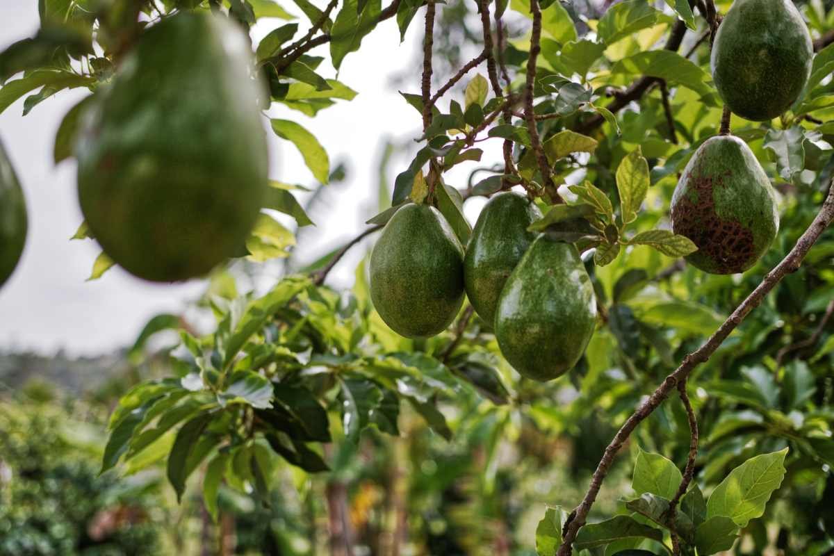 Avocado Botanical Classification: Fruit, Berry or Other | The Lifesciences Magazine