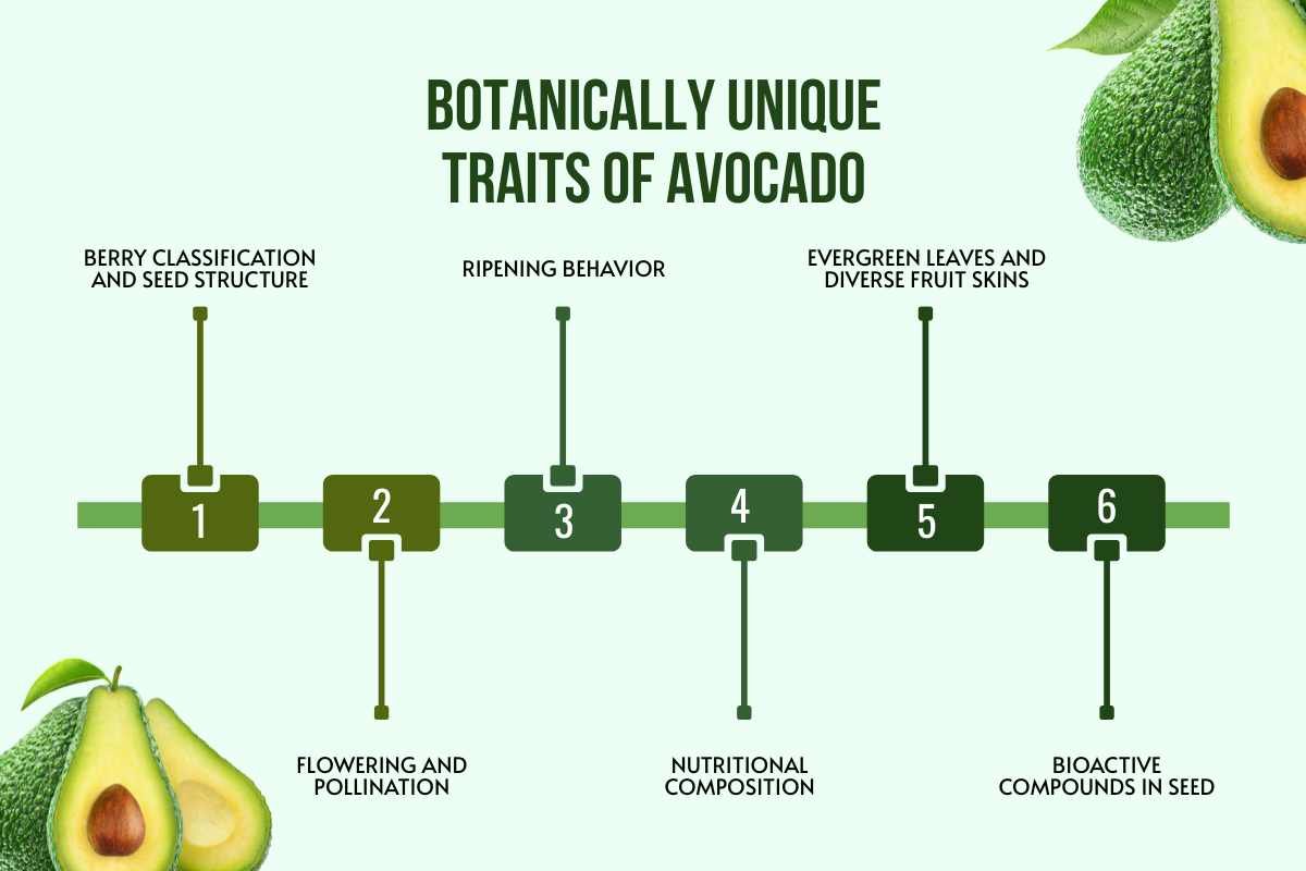 Avocado Botanical Classification: Fruit, Berry or Other | The Lifesciences Magazine