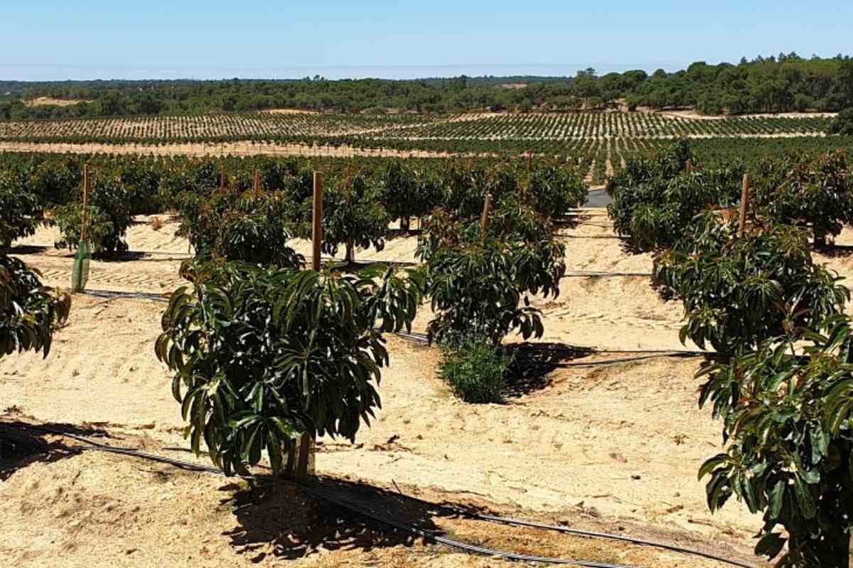 Avocado Botanical Classification: Fruit, Berry or Other | The Lifesciences Magazine