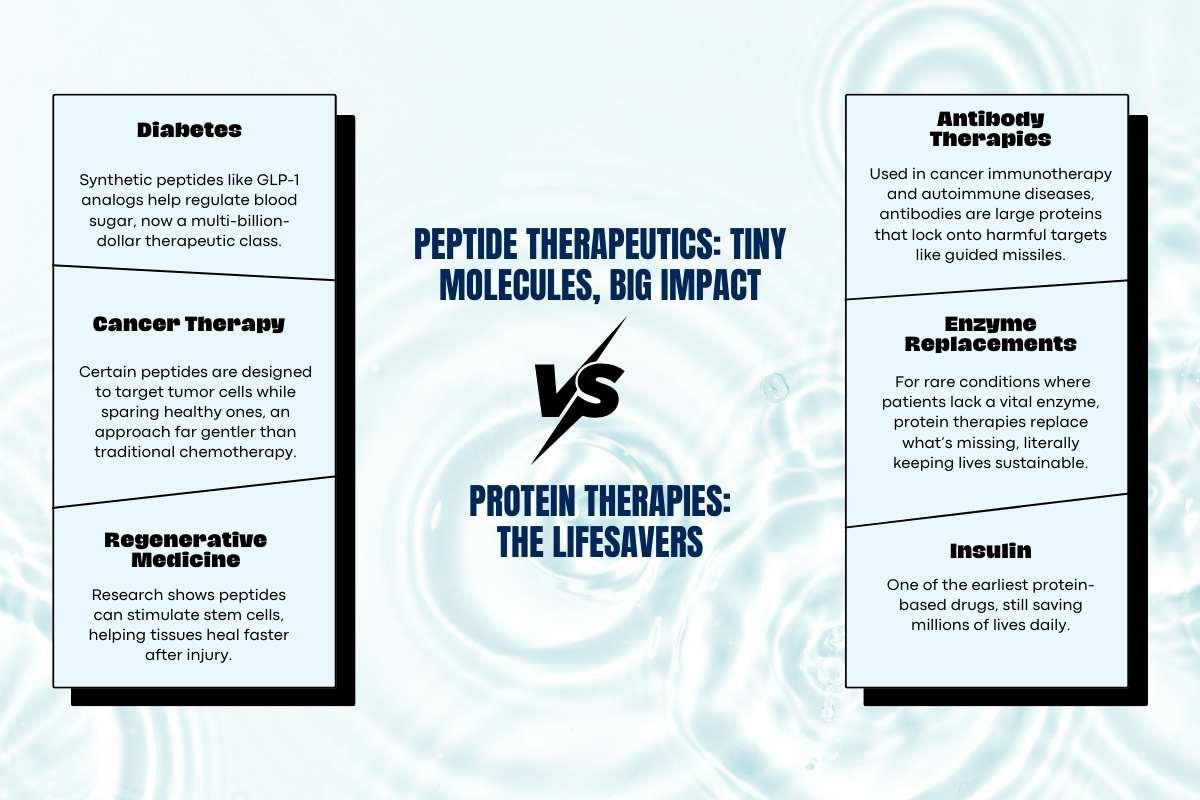 Peptides vs Proteins: Key Impacts on Health and Fitness | The Lifesciences Magazine