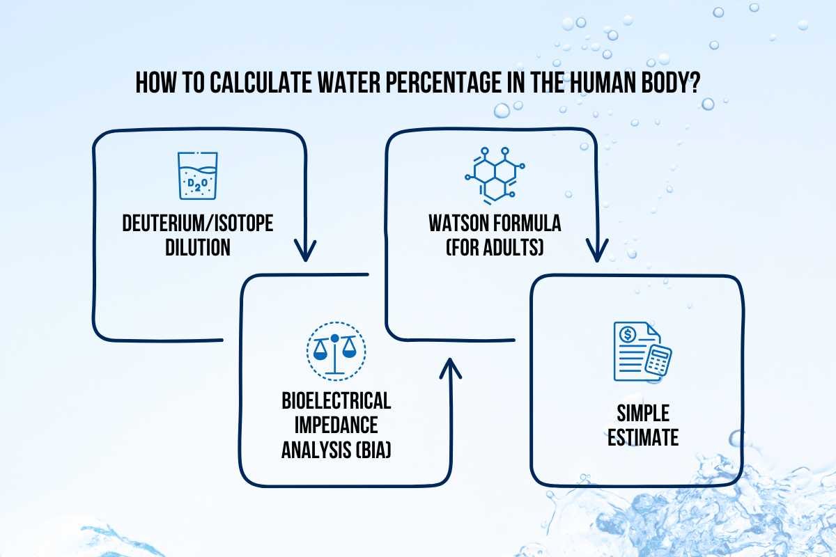 Average Percentage of Water in the Human Body Revealed | The Lifesciences Magazine