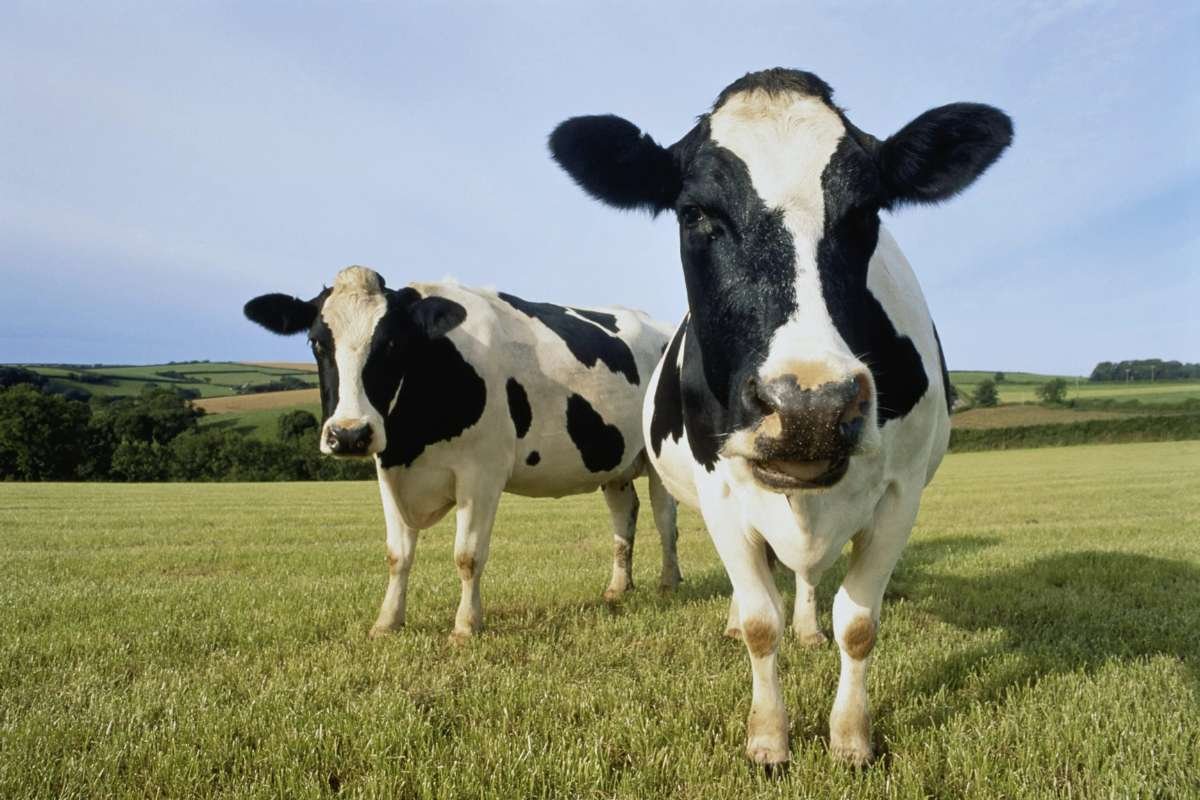 Nebraska Dairy Cattle Hit by First Bird Flu Case as Virus Spreads Nationwide | The Lifesciences Magazine