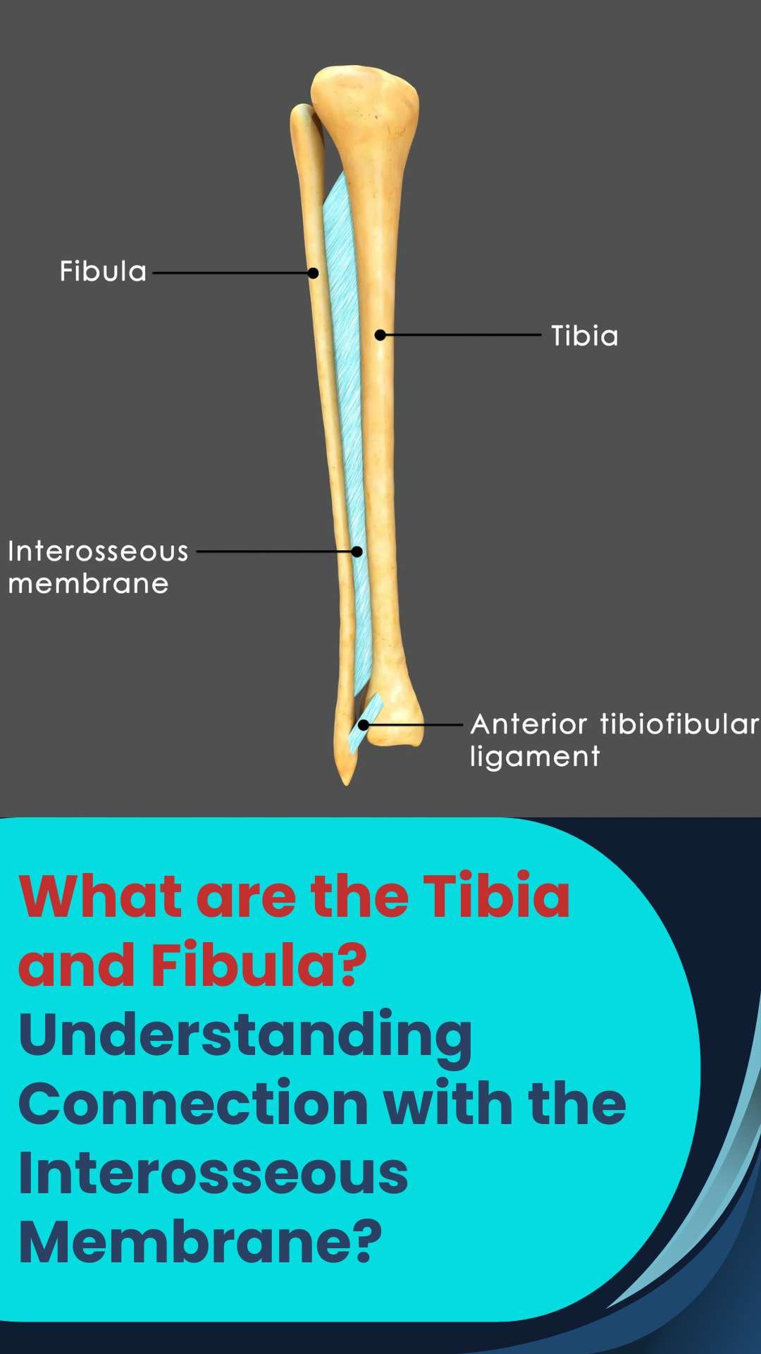 Learn About Tibia And Fibula Anatomy With Labeled Diagram - The ...