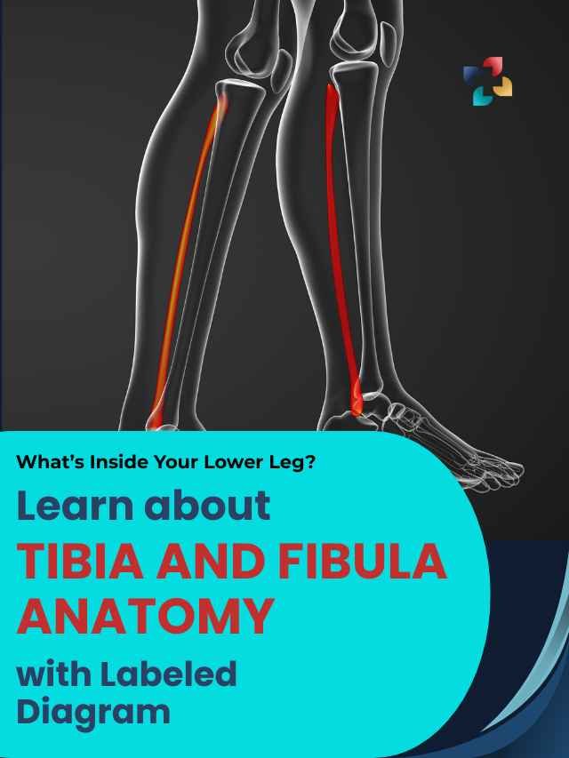 Learn about Tibia and Fibula Anatomy with Labeled Diagram