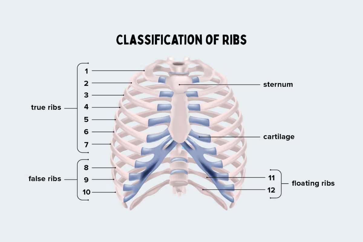 How Many Ribs Does the Human Body Have? You’ll Be Surprised | The Lifesciences Magazine