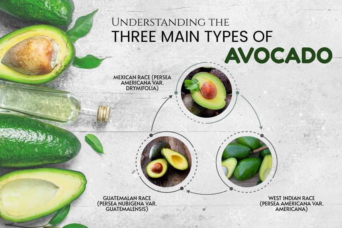 Types of Avocado and Their Benefits: 2025 Guide | The Lifesciences Magazine