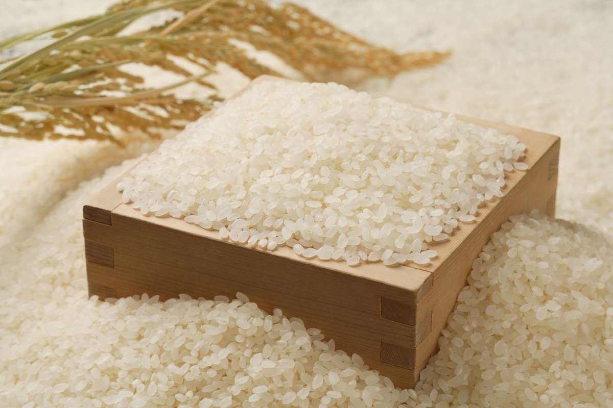 White Rice: The Surprising Superfood Boosting Vitality | The Lifesciences Magazine
