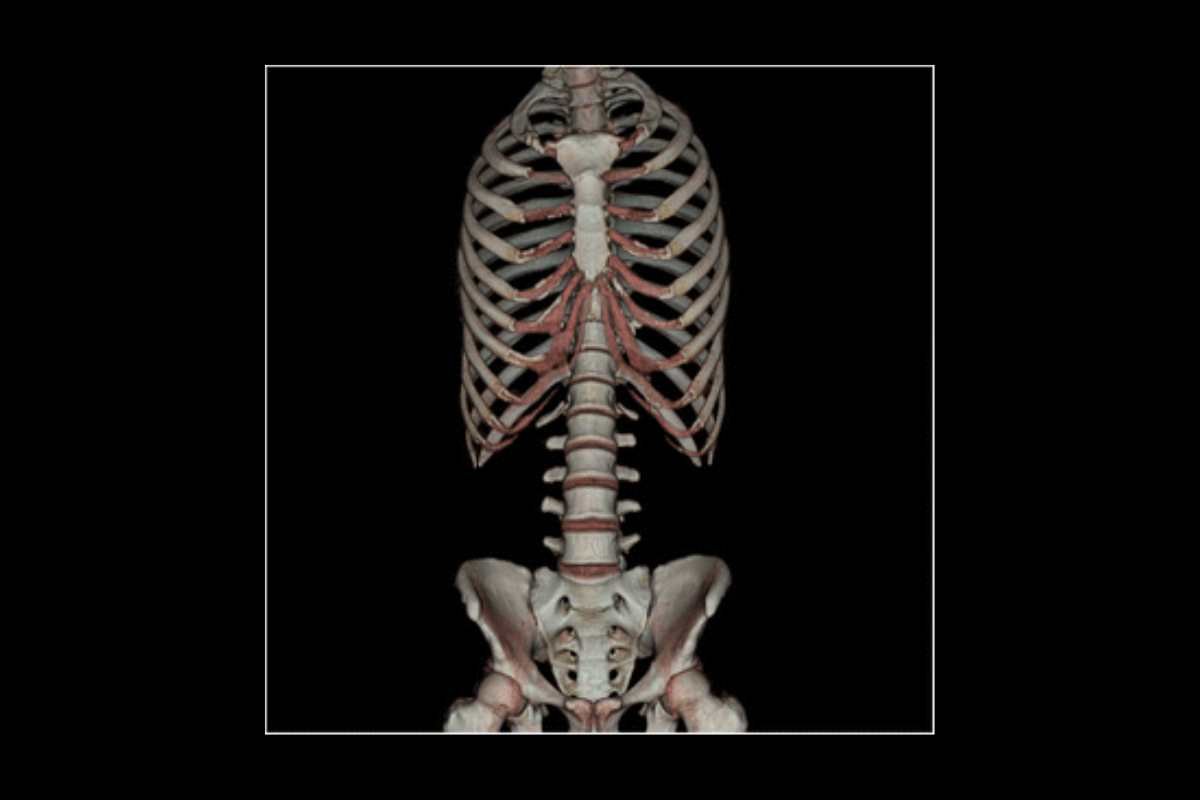 How Many Ribs Does the Human Body Have? You’ll Be Surprised | The Lifesciences Magazine