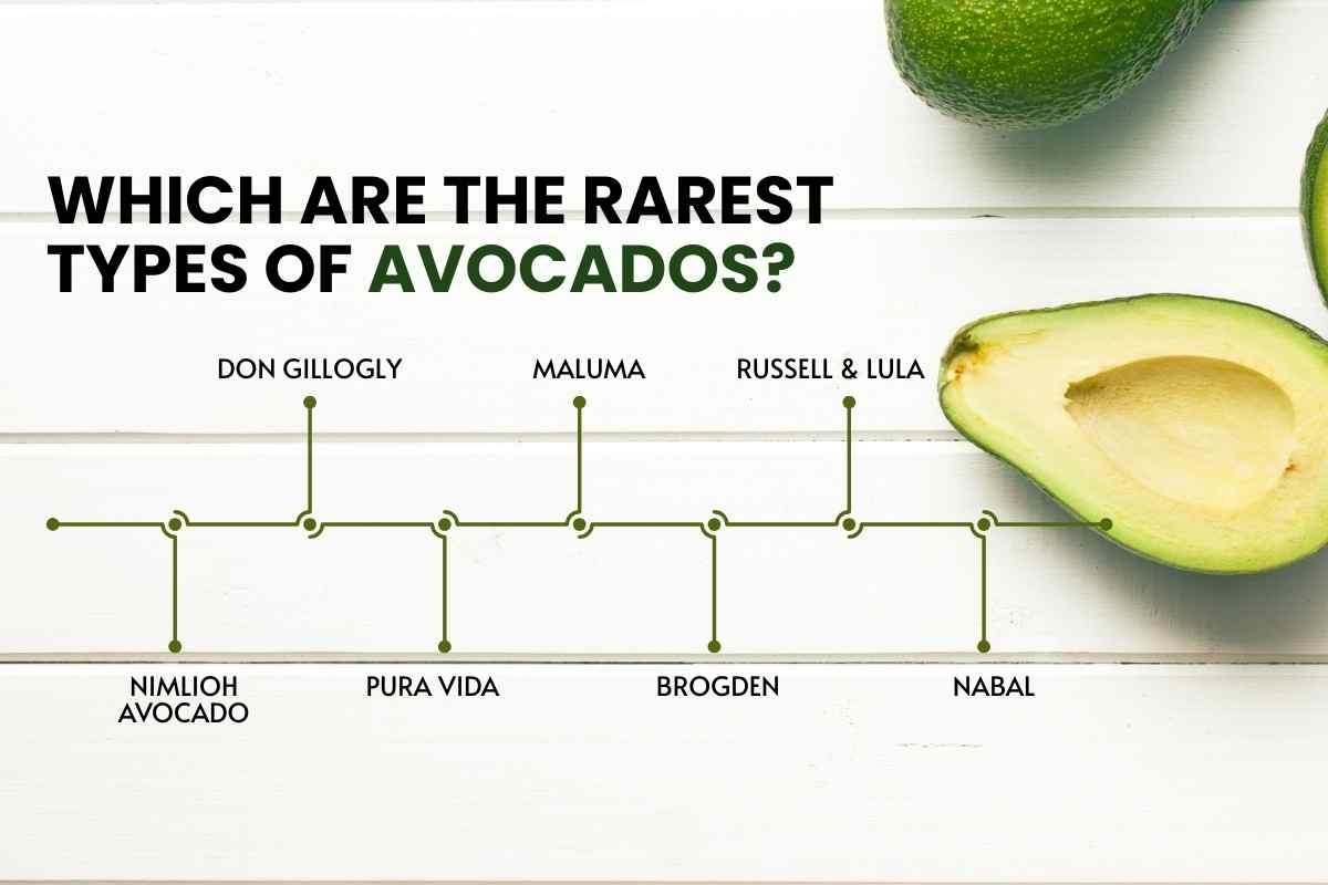 Types of Avocado and Their Benefits: 2025 Guide | The Lifesciences Magazine