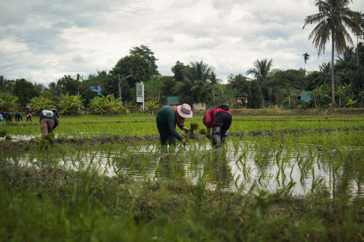Arsenic in Rice Exposes Hidden, Dangerous Health Risk | The Lifesciences Magazine